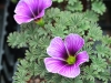 Show product details for Oxalis laciniata